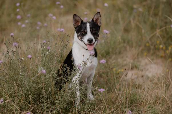 Hundetreffen-Social Walks und trainieren-Bild