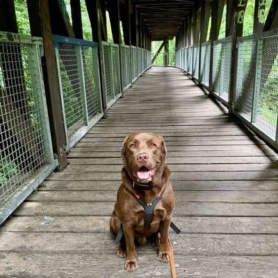 Hundetreffen-Gonzo sucht nette Spielgefährten 🐾-Bild