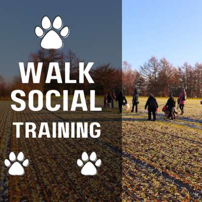 Hundetreffen-Sozial Walk Heese-Bild