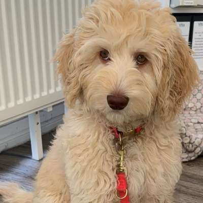 Hundetreffen-WELPEN UND JUNGHUNDETREFFEN( Raum Miltenberg / OBB / MSP / TBB )-Bild