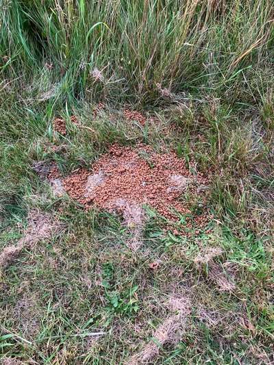 Giftköder-Granulat.-Bild