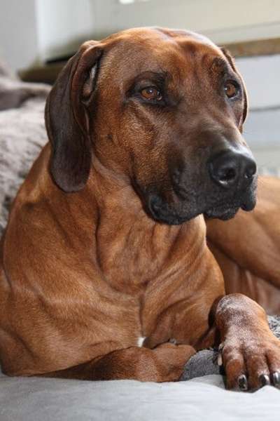 Die Dogorama Kalender Challenge Titelbild-Beitrag-Bild