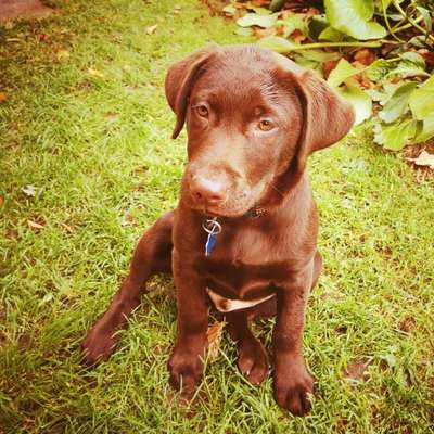 Labradorfans-Beitrag-Bild