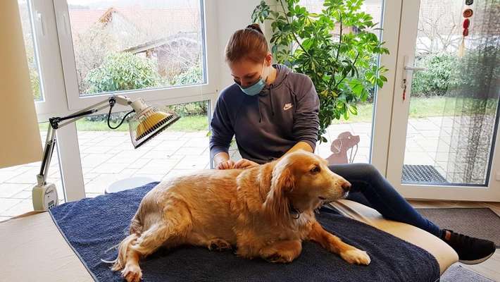 Medizinische Dienstleistungen-Tierphysiotherapie Pfotenwohl-Bild