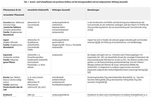 Ätherische Öle der (rohen) Karotte gegen Würmer?-Beitrag-Bild