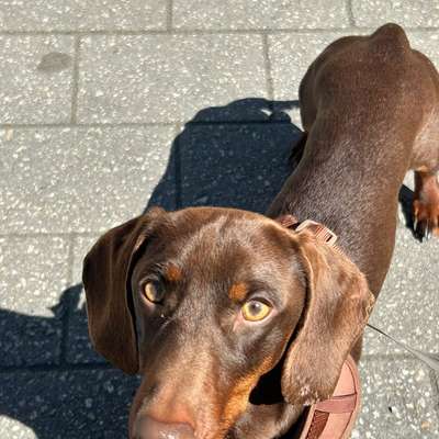 Hundetreffen-Spieletreffen-Bild