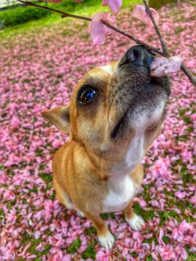 Die Dogorama Kalender Challenge Teil 3/4-Beitrag-Bild