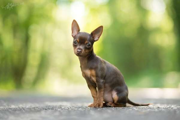 Foto's und Hundemodels-Beitrag-Bild