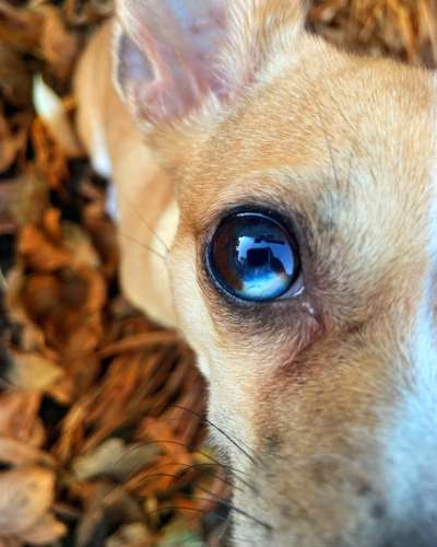 Zeichnungen eurer Hunde-Beitrag-Bild