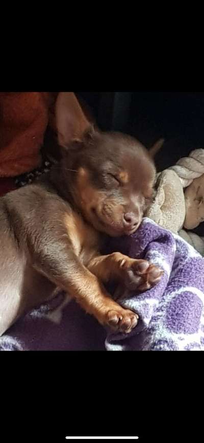 Prager Rattler-Beitrag-Bild