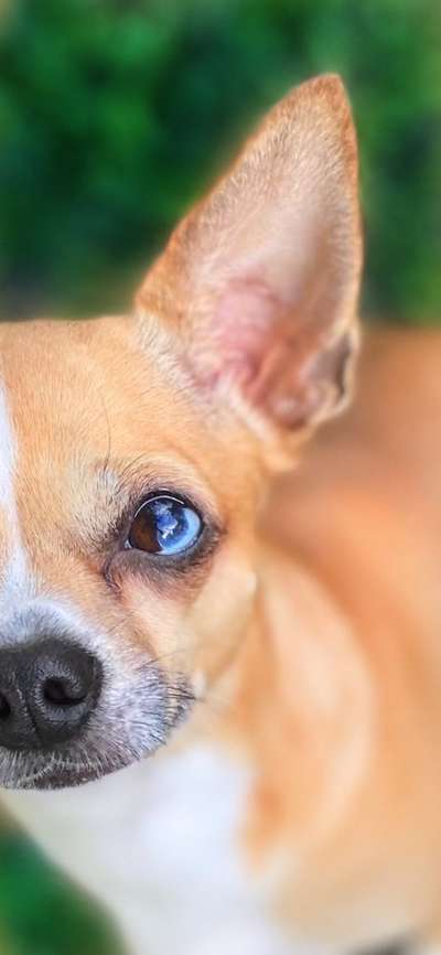 Foto's und Hundemodels-Beitrag-Bild