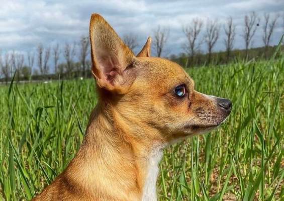 Brachycephale Hunderassen-Beitrag-Bild