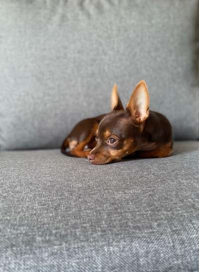 Foto's und Hundemodels-Beitrag-Bild