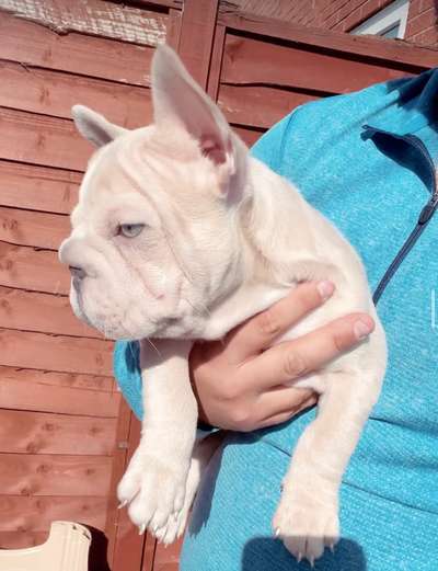 Brachycephale Hunderassen-Beitrag-Bild