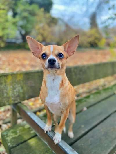 Reinrassige Hunde?-Beitrag-Bild