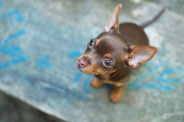 Foto's und Hundemodels-Beitrag-Bild