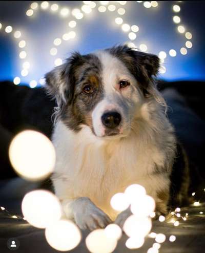 Qualzucht-Beitrag-Bild