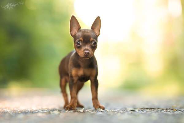 Foto's und Hundemodels-Beitrag-Bild