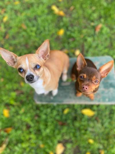 Foto's und Hundemodels-Beitrag-Bild