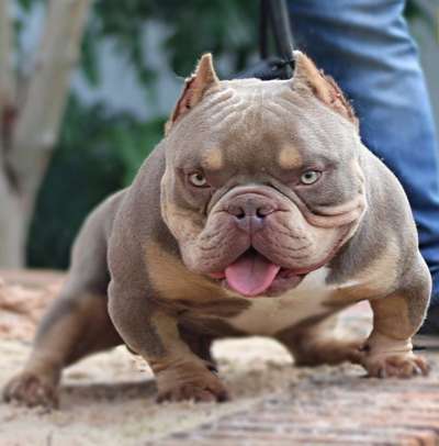 Brachycephale Hunderassen-Beitrag-Bild