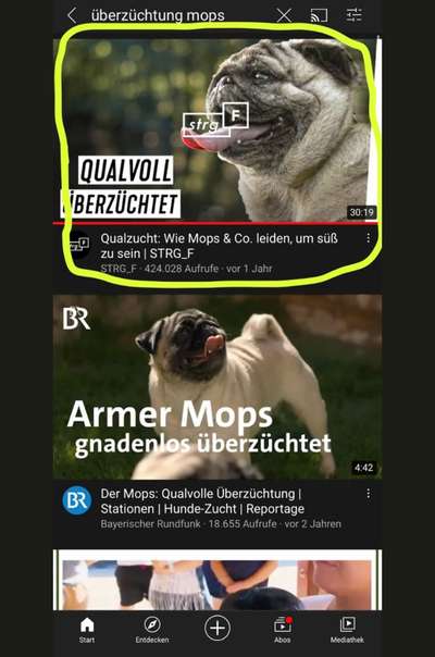 Brachycephale Hunderassen-Beitrag-Bild