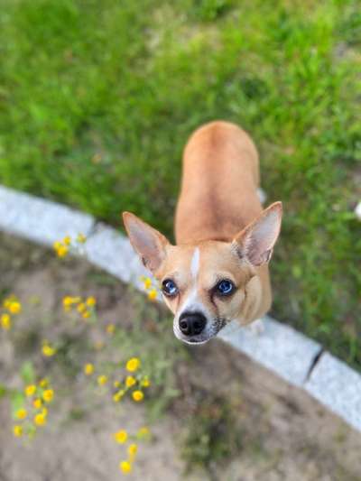 Foto's und Hundemodels-Beitrag-Bild