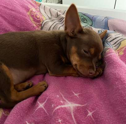 Prager Rattler-Beitrag-Bild