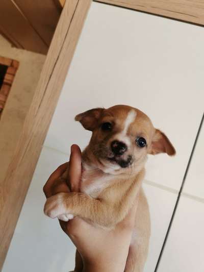 Als Welpen sind sie alle noch süßer-Beitrag-Bild