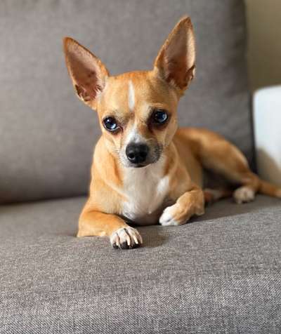 Wo sind die Chihuahua Besitzer ?-Beitrag-Bild