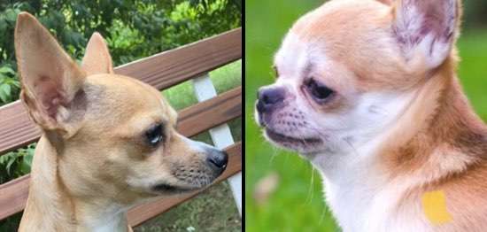 Brachycephale Hunderassen-Beitrag-Bild