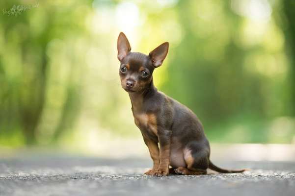 Seltene Rassen!-Beitrag-Bild