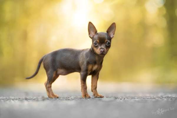 Reinrassige Hunde?-Beitrag-Bild