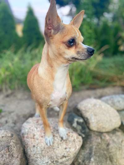 Foto's und Hundemodels-Beitrag-Bild