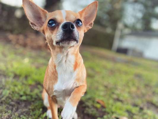 Zeichnungen eurer Hunde-Beitrag-Bild