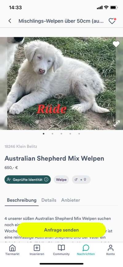 Qualzucht-Beitrag-Bild