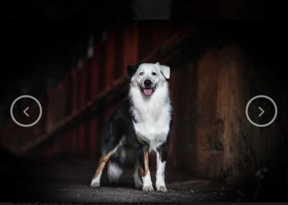 Qualzucht-Beitrag-Bild