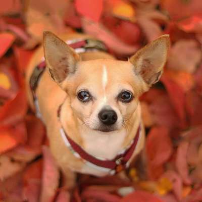 Hundetreffen-Fotowalk-Bild