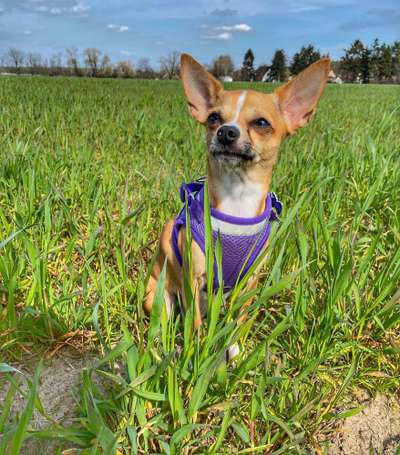 Wo sind die Chihuahua Besitzer ?-Beitrag-Bild