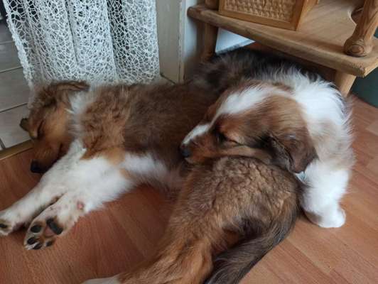 Welpen Bilder !-Beitrag-Bild