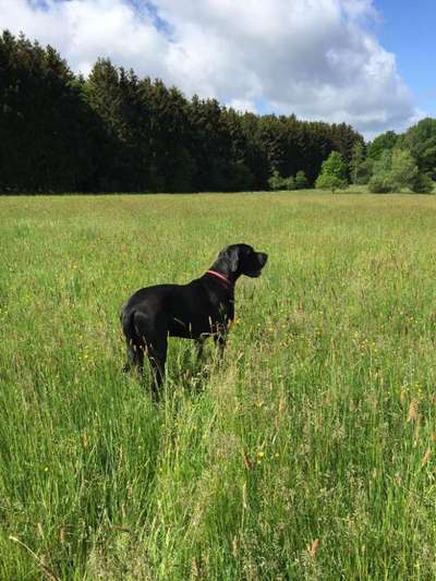 Dogorama Photo Challenge - Der Frühling kommt-Beitrag-Bild