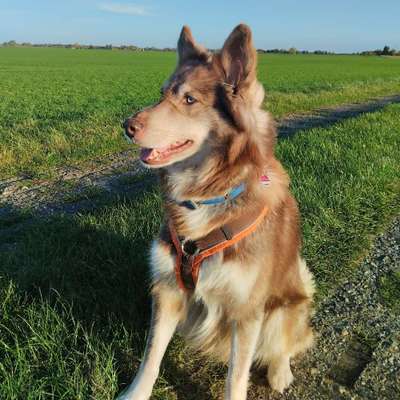 Titelbild Gruppe Husky und Husky Mischlinge