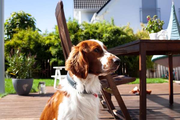 Springer Spaniel-Beitrag-Bild