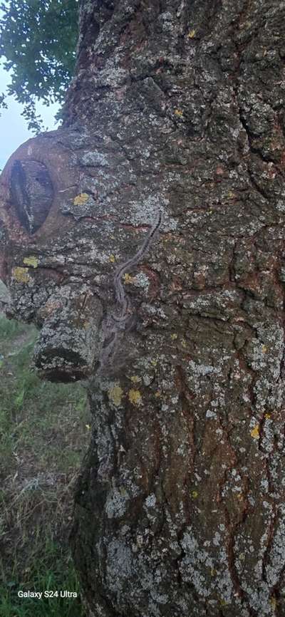 Giftköder-Eichenprozessionsspinner-Bild