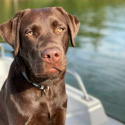 Hundetreffen-Hundekumpel gesucht🐕🐾 Spielrunde& Spaziergang-Bild