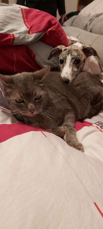 Windhunde - Treffen der besonderen Schönheiten
HERZLICH WILLKOMMEN-Beitrag-Bild