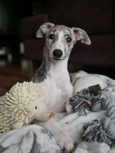 Dogorama Photo Challenge - Lieblingsspielzeug!-Beitrag-Bild