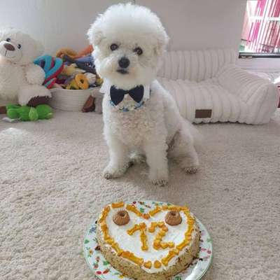aktuelles Foto Gruppe Backen für Hunde