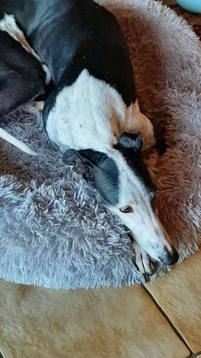 Windhunde - Treffen der besonderen Schönheiten
HERZLICH WILLKOMMEN-Beitrag-Bild