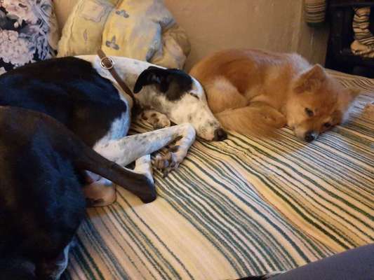 Windhunde - Treffen der besonderen Schönheiten
HERZLICH WILLKOMMEN-Beitrag-Bild