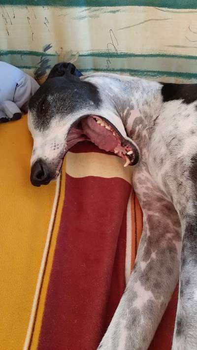 Windhunde - Treffen der besonderen Schönheiten
HERZLICH WILLKOMMEN-Beitrag-Bild